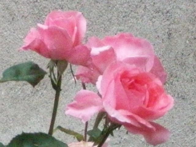 2008-07-29 08-32-18.JPG